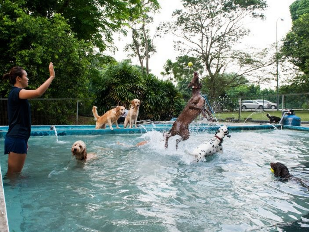 Dog parks in Singapore Awesome walks and runs for your pup